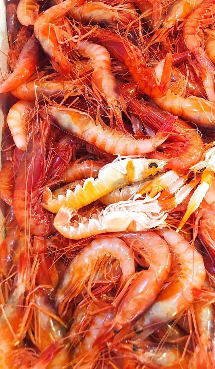 COLORS …. : il  “ GAMBERO 🦐 ROSSO “ di Mazara del Vallo !