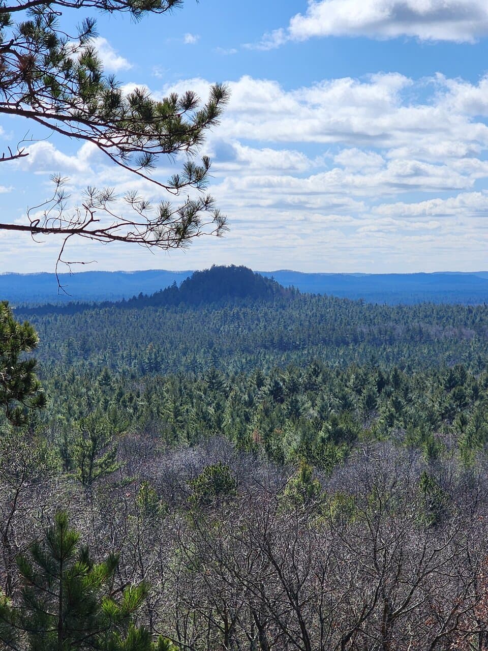 Norway Pine Trail View