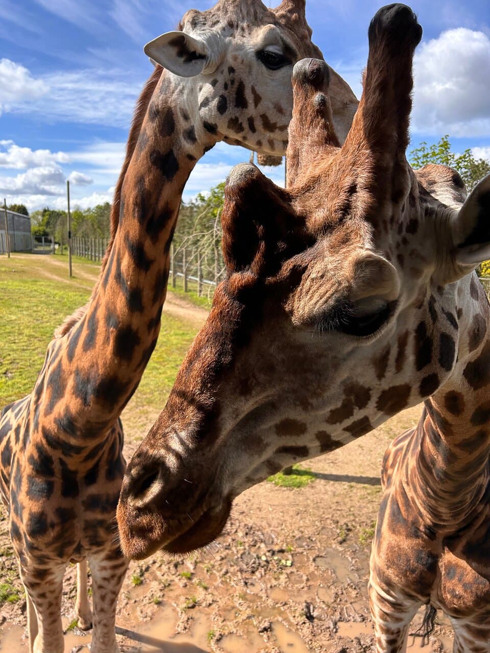 Twycross Zoo