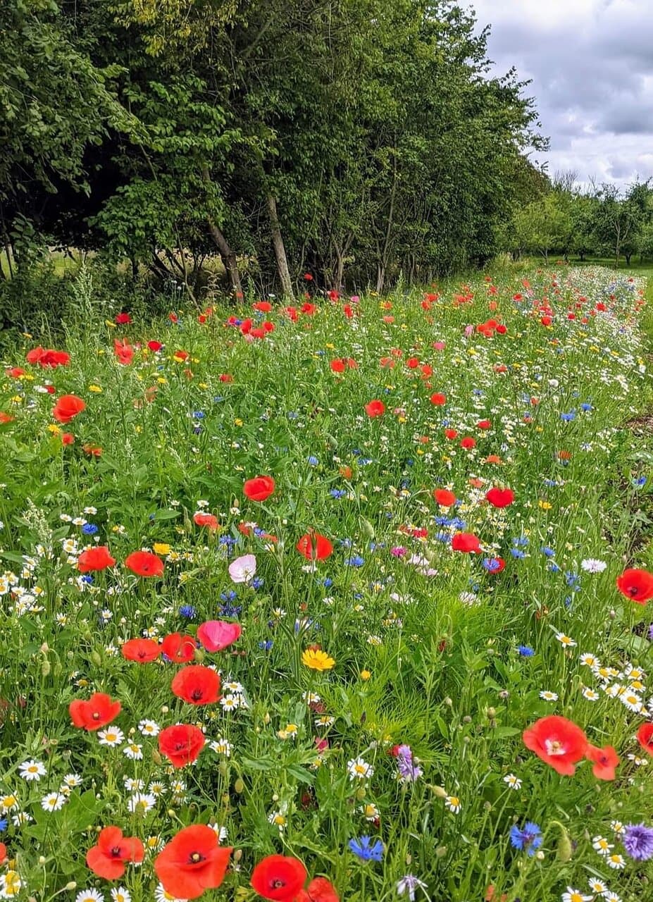 Godmanchester Nature Reserve