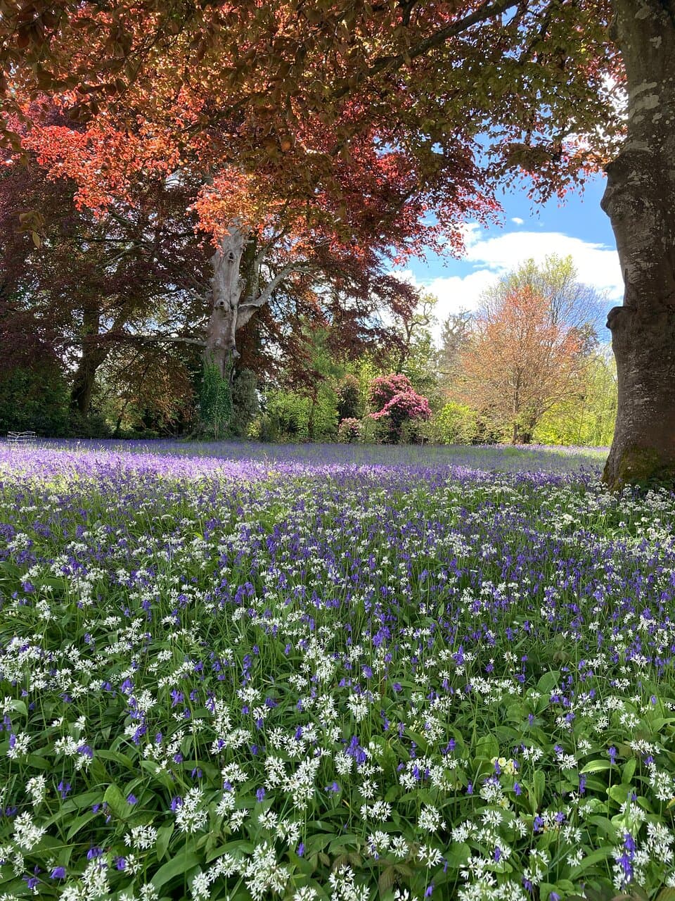 Enys Gardens