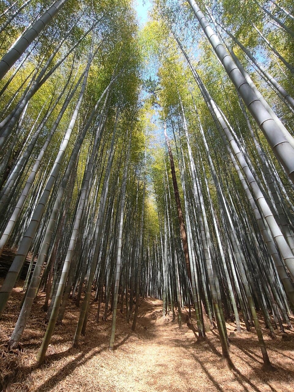 Ahopsan Forest Busan