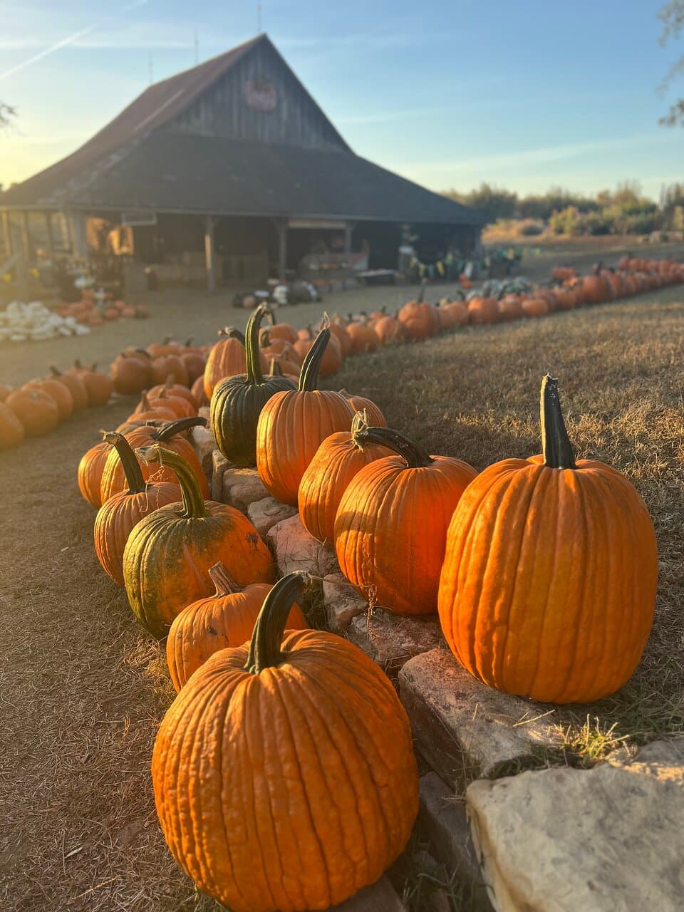 Pumpkin Yard
