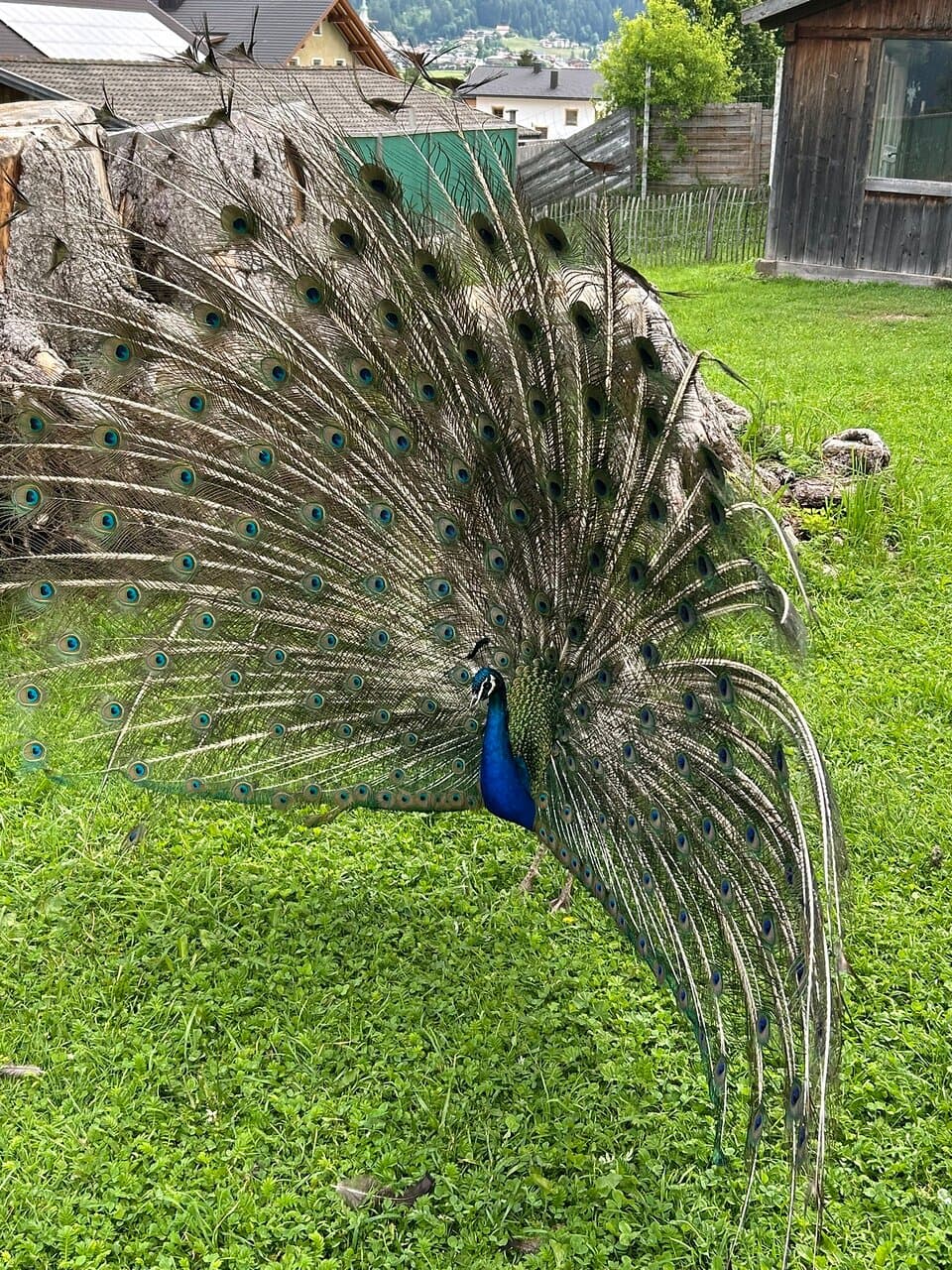 Tierpark Fauna