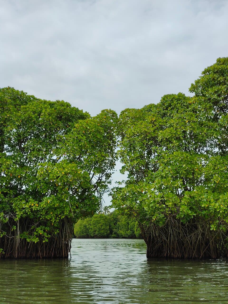 Pappinisseri Mangrove Theme Park