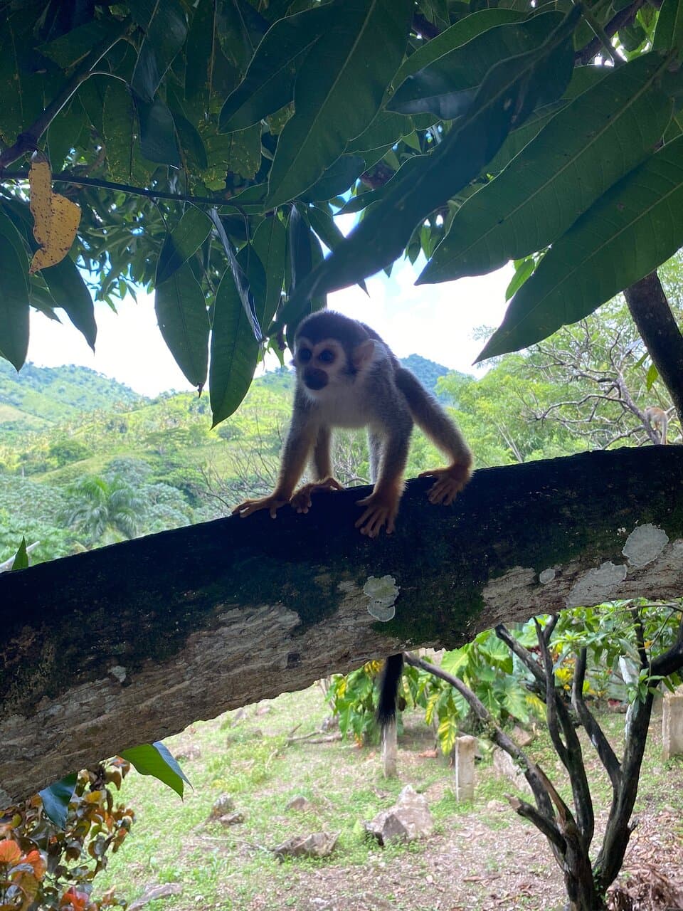 Squirrel monkeys