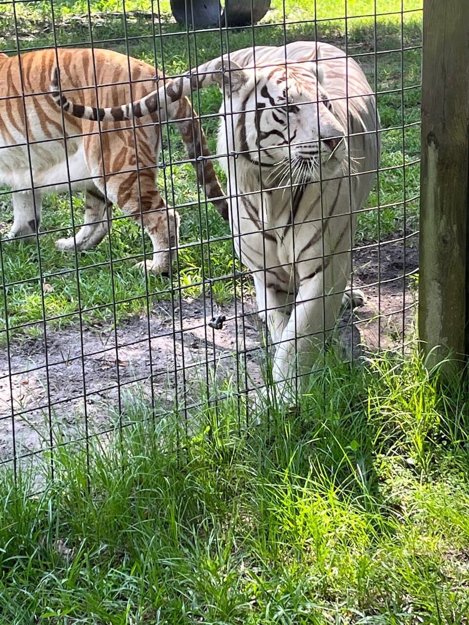 Carson Springs Wildlife Conservation Foundation