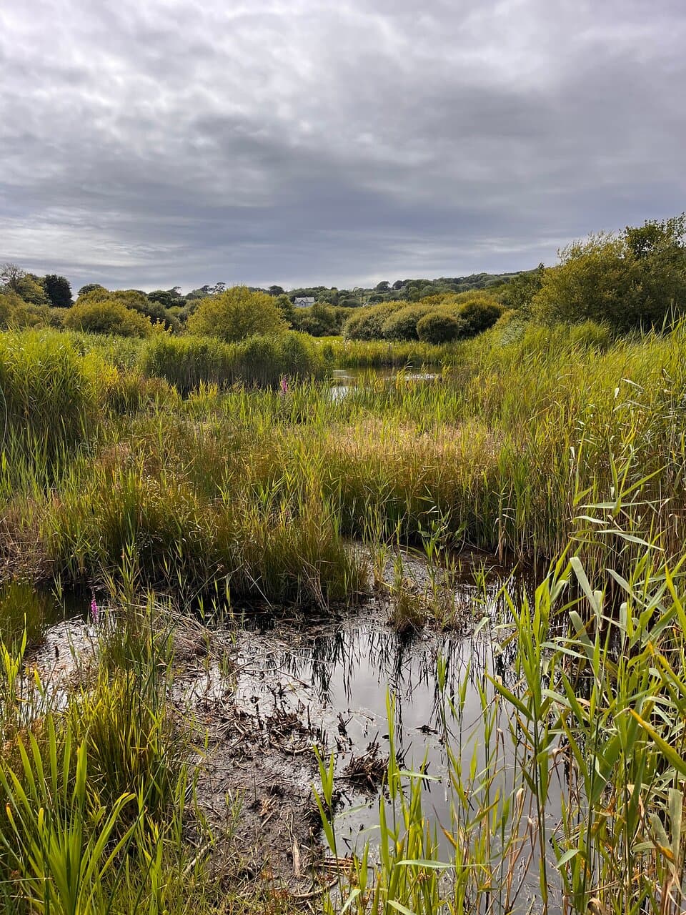 Goodwick Moor Nature Reserve