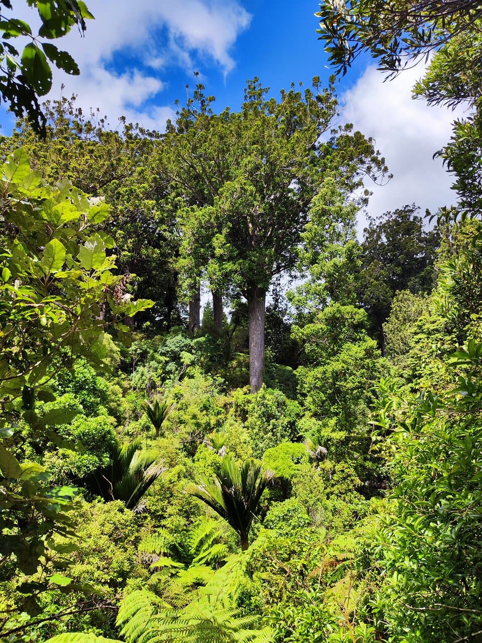 Waiau Kauri Grove
