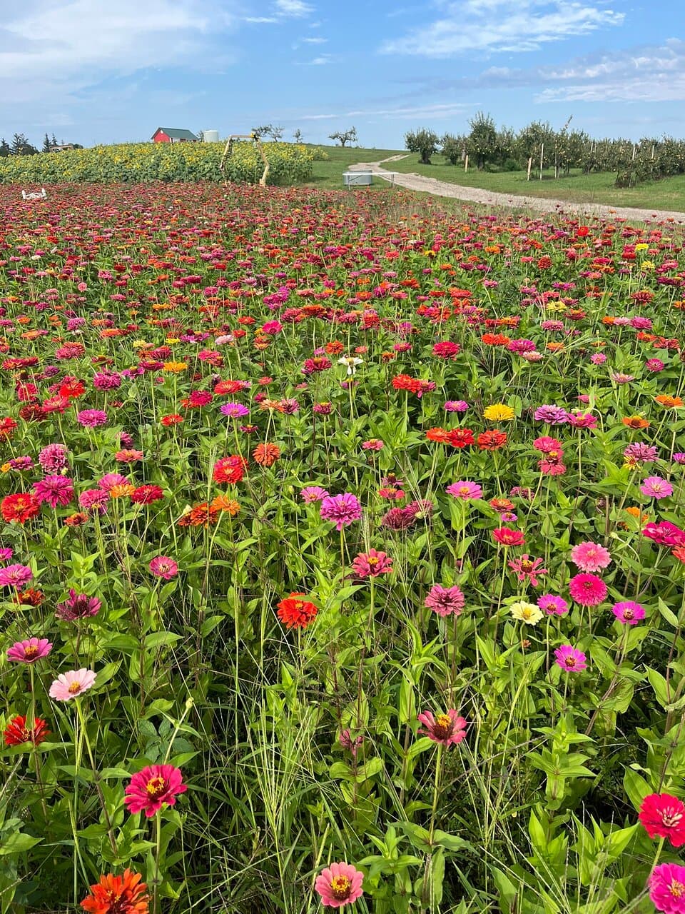 Millennium Green and Community Orchard