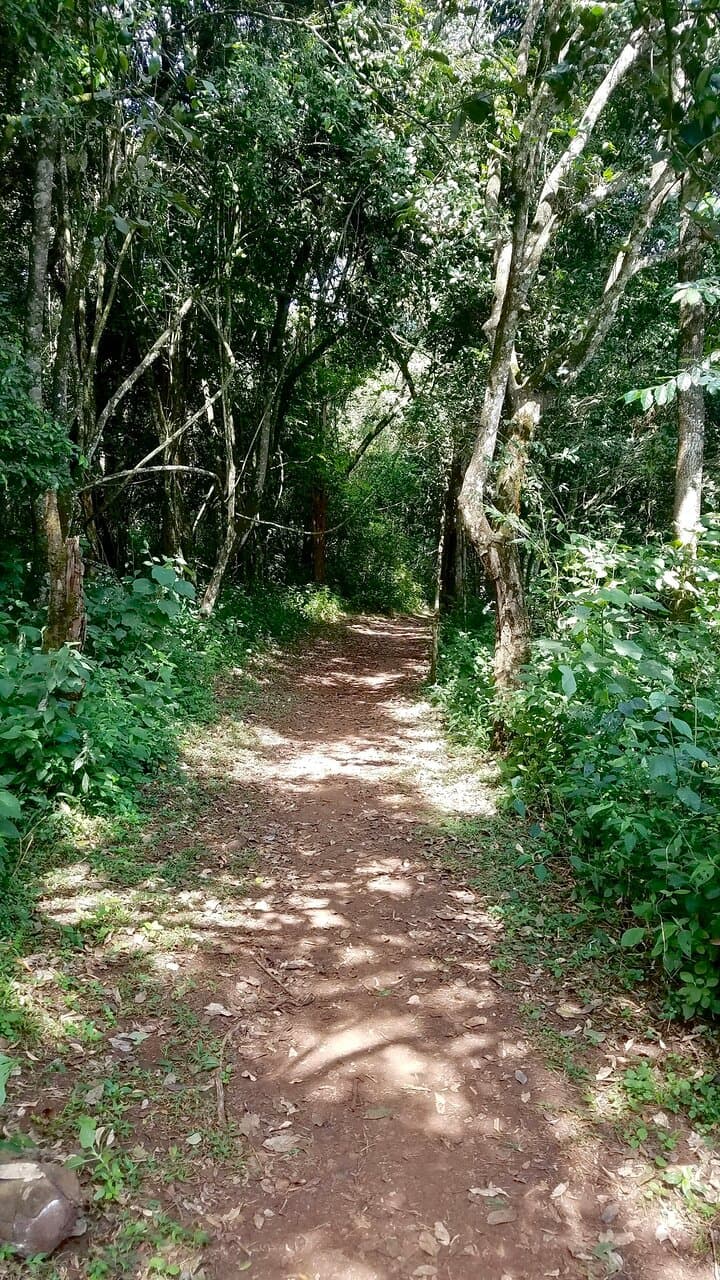 Ngong Road Forest Sanctuary