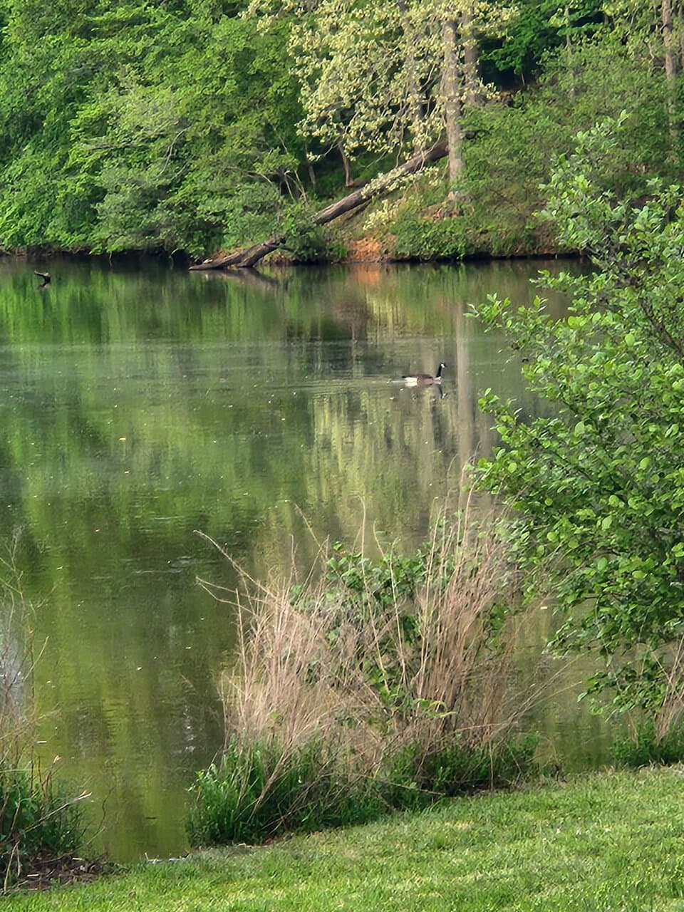 Wildlife and Lake