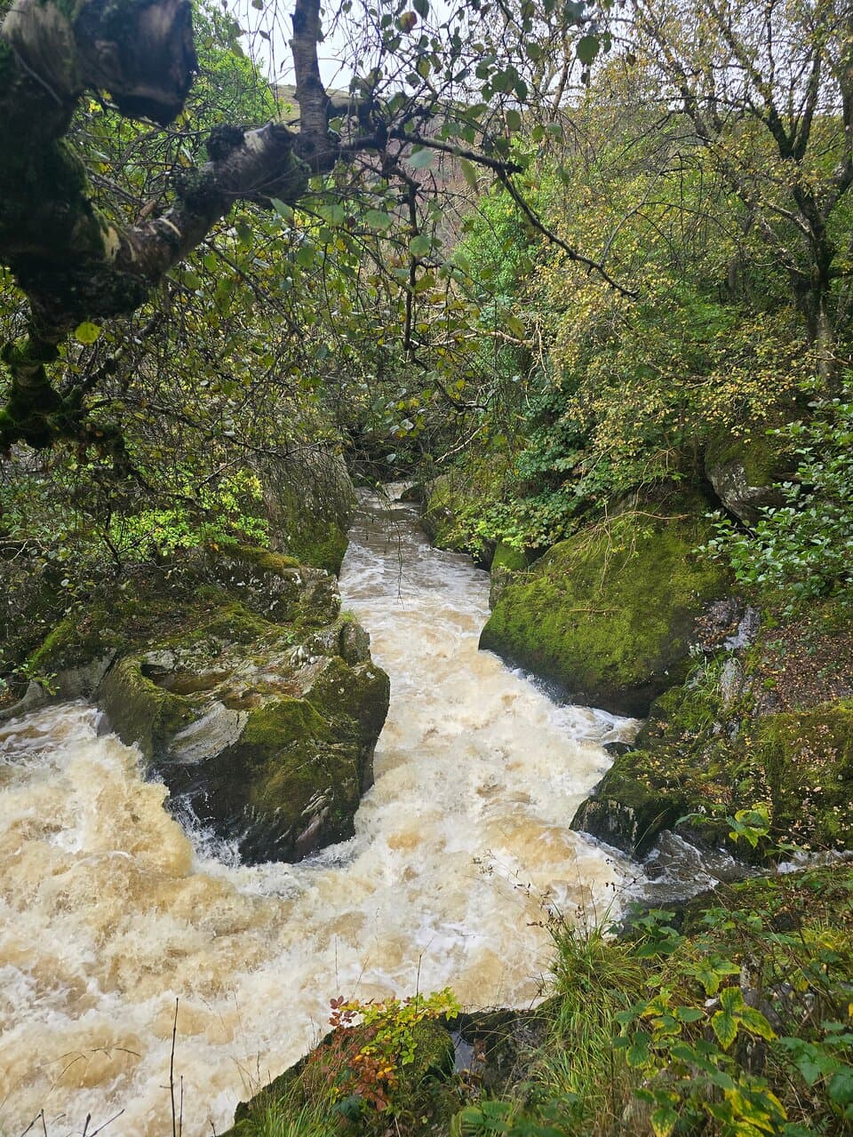 Gilfach Nature Reserve