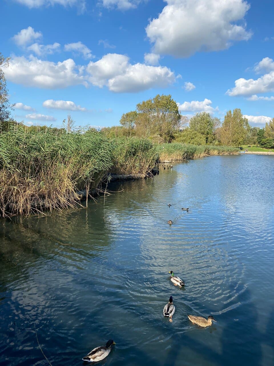 Lake view