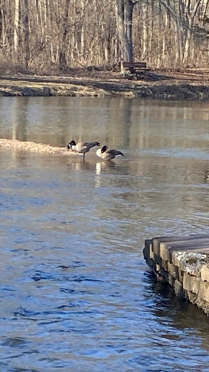 Spice Bush Swamp Preserve