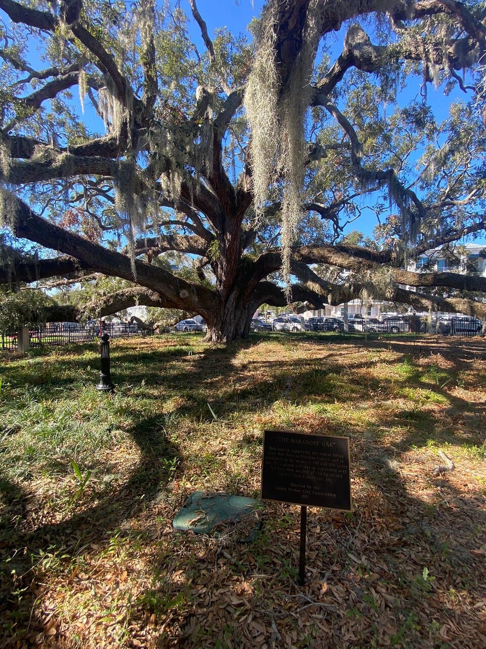 Baranoff Park (Baranoff Oak)