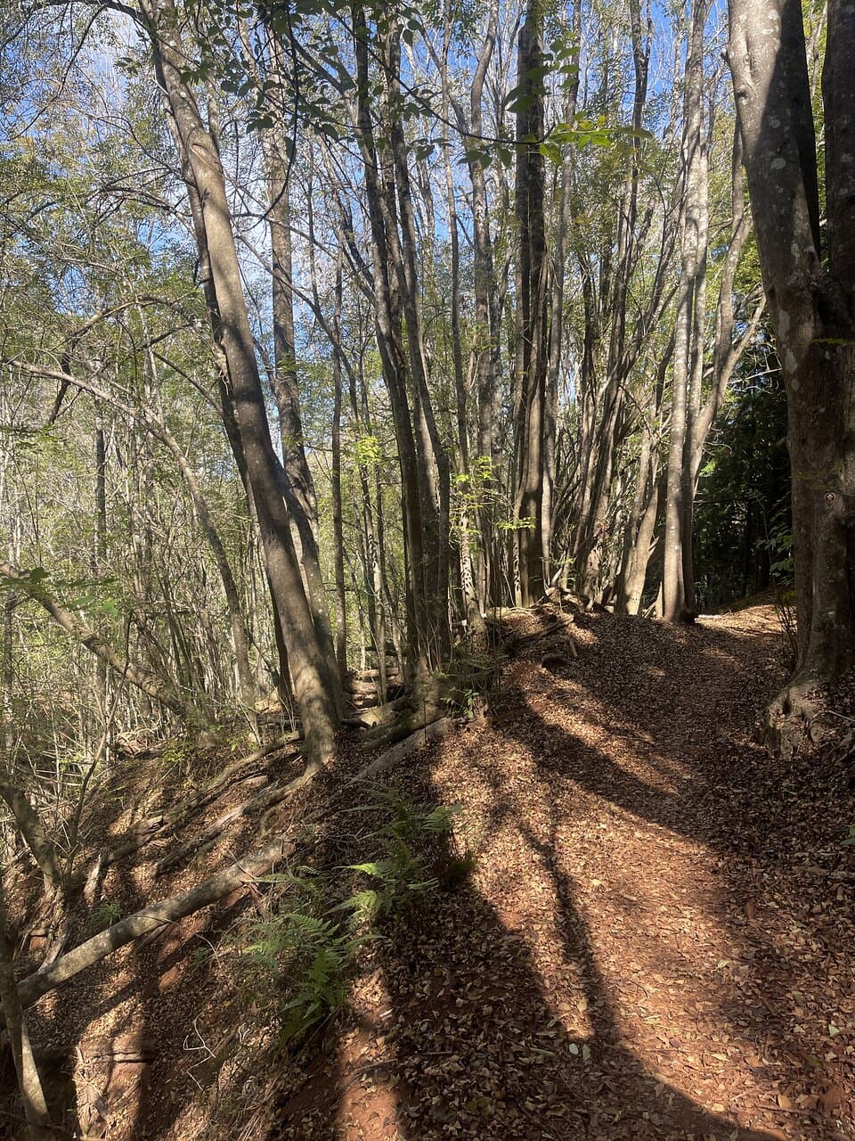 Makawao Forest Reserve Kahakapao Loop