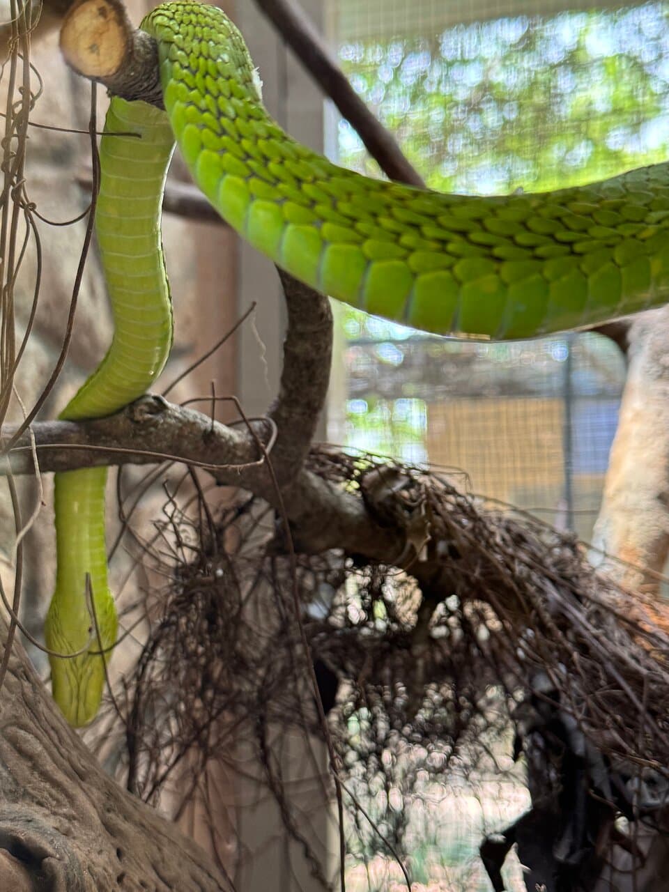 Bio-Ken Snake Farm