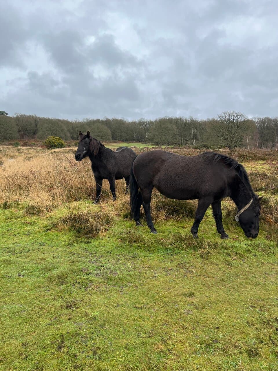 Hothfield Heathlands Nature Reserve
