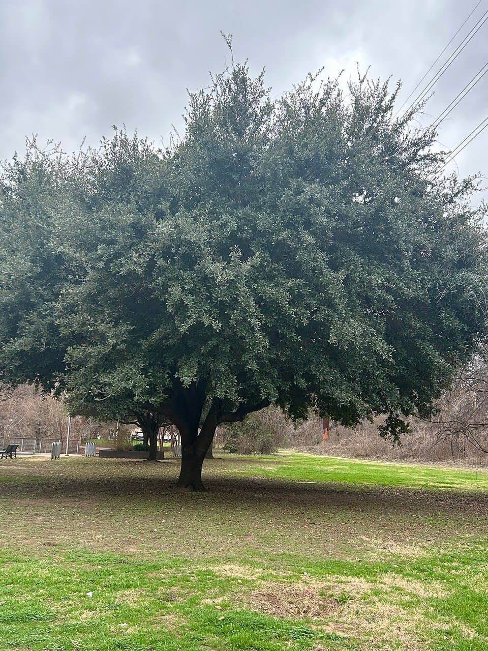 Butler Park Doug Sahm Hill