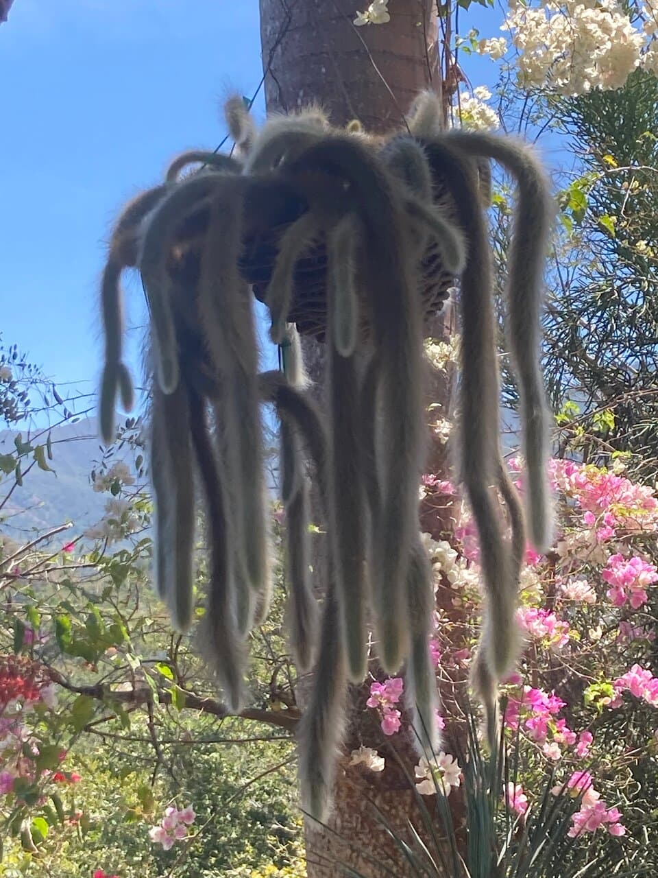 Vallarta Botanical Garden