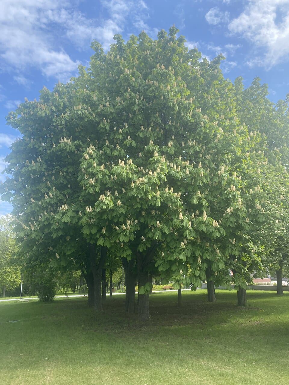 Парк им. 40-летия ВЛКСМ