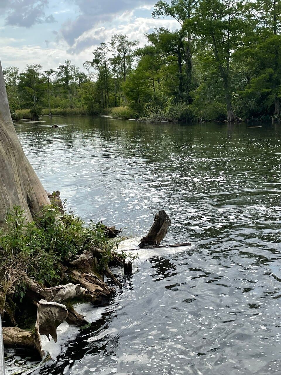 Chipola River Paddling Trail