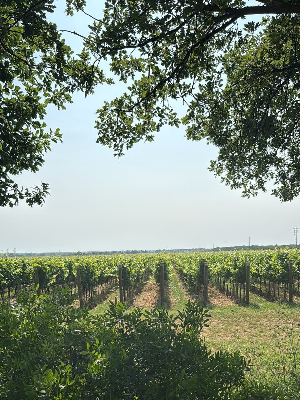 Guado al Tasso Estate