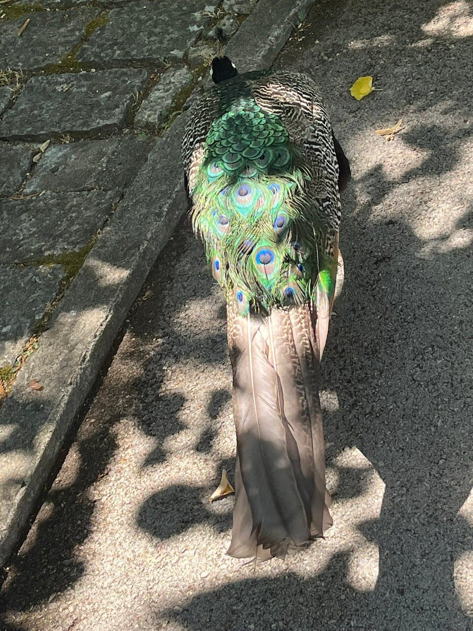 Tropical Botanical Garden Lisbon