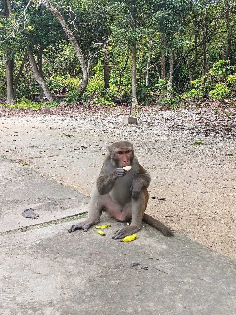 Had a fun afternoon at Monkey Island.. 360,000 Dong return for 2 people.   🐒 Monkey wasn't that hungry at 10.30am.. Bought 🍌 banana's at the mainland jetty 30k. Overall, nice boat ride fun day.   Bring your bathers nice swimming beach. 👙🥽🩱🩳🏊‍♂️