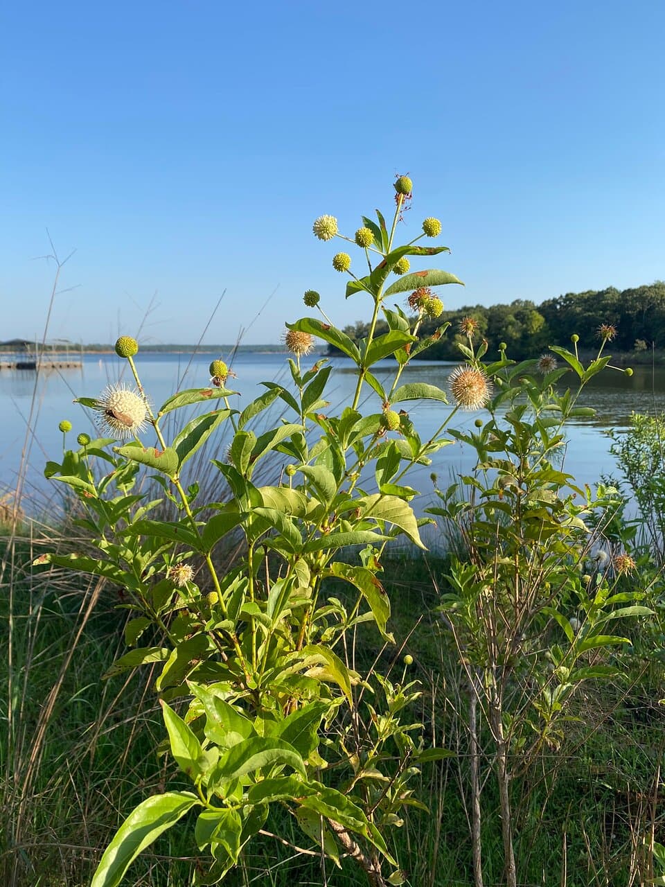Buttonbush on the shoreline near Discovery Cove Nature Center.