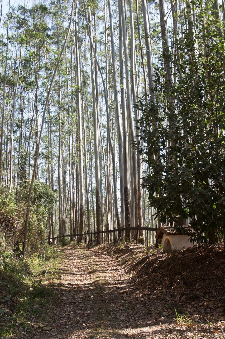 Estrada entre Monte Verde e Monteiro Lobato.