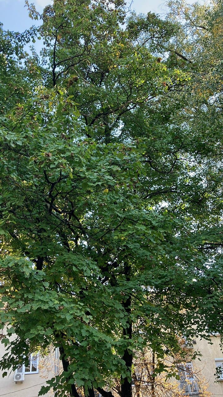 Bisinger Promenade