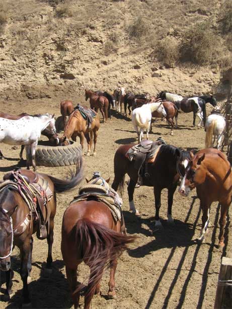 Horses with saddles on all day