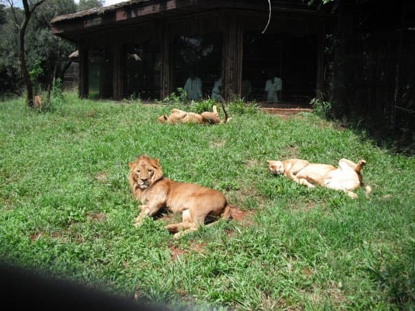 Safari Walk