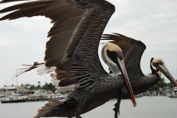 Naples, FL