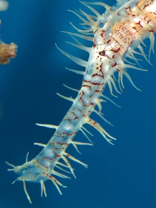 Ornate Ghost Pipefish on the house reef