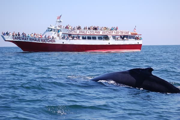 Cape May Whale Watcher and Humpback