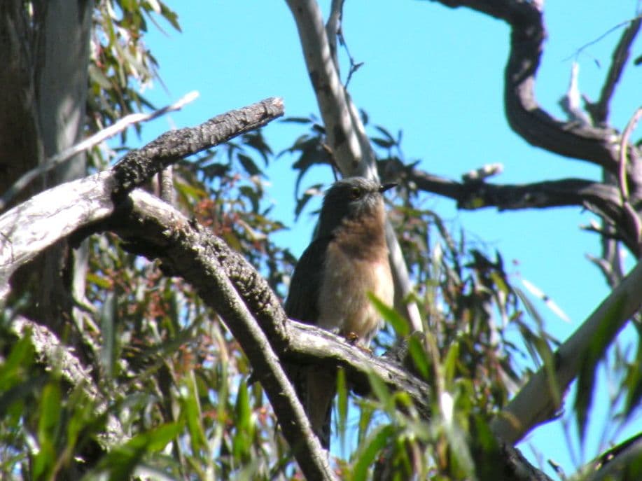 Cuckoo