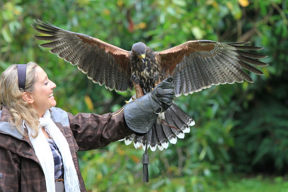 Your chance to fly hawks in a private one hour Hawk Walk in the beautiful grounds of Ashford Cas