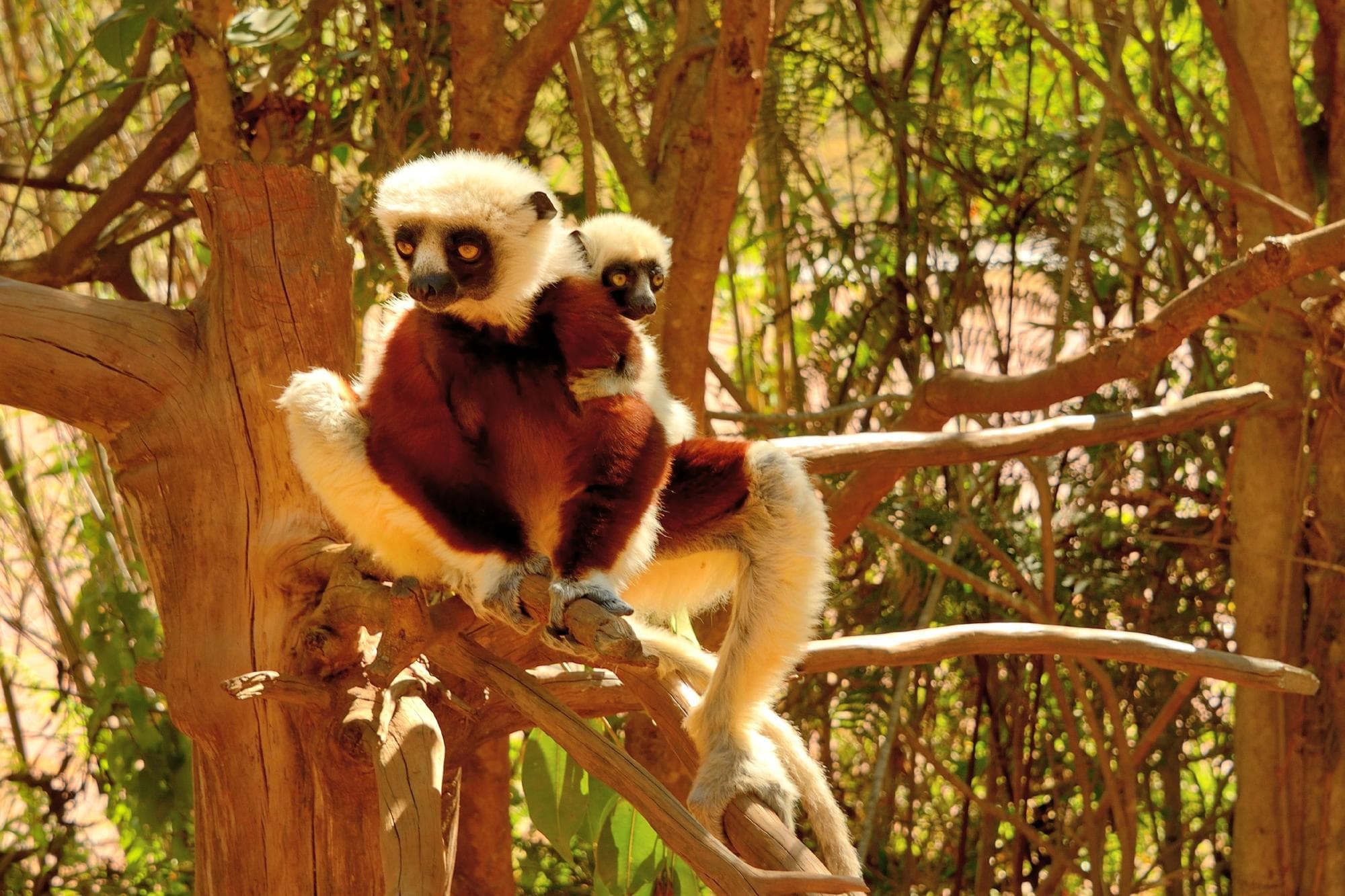 Sifakas at Lemur Park