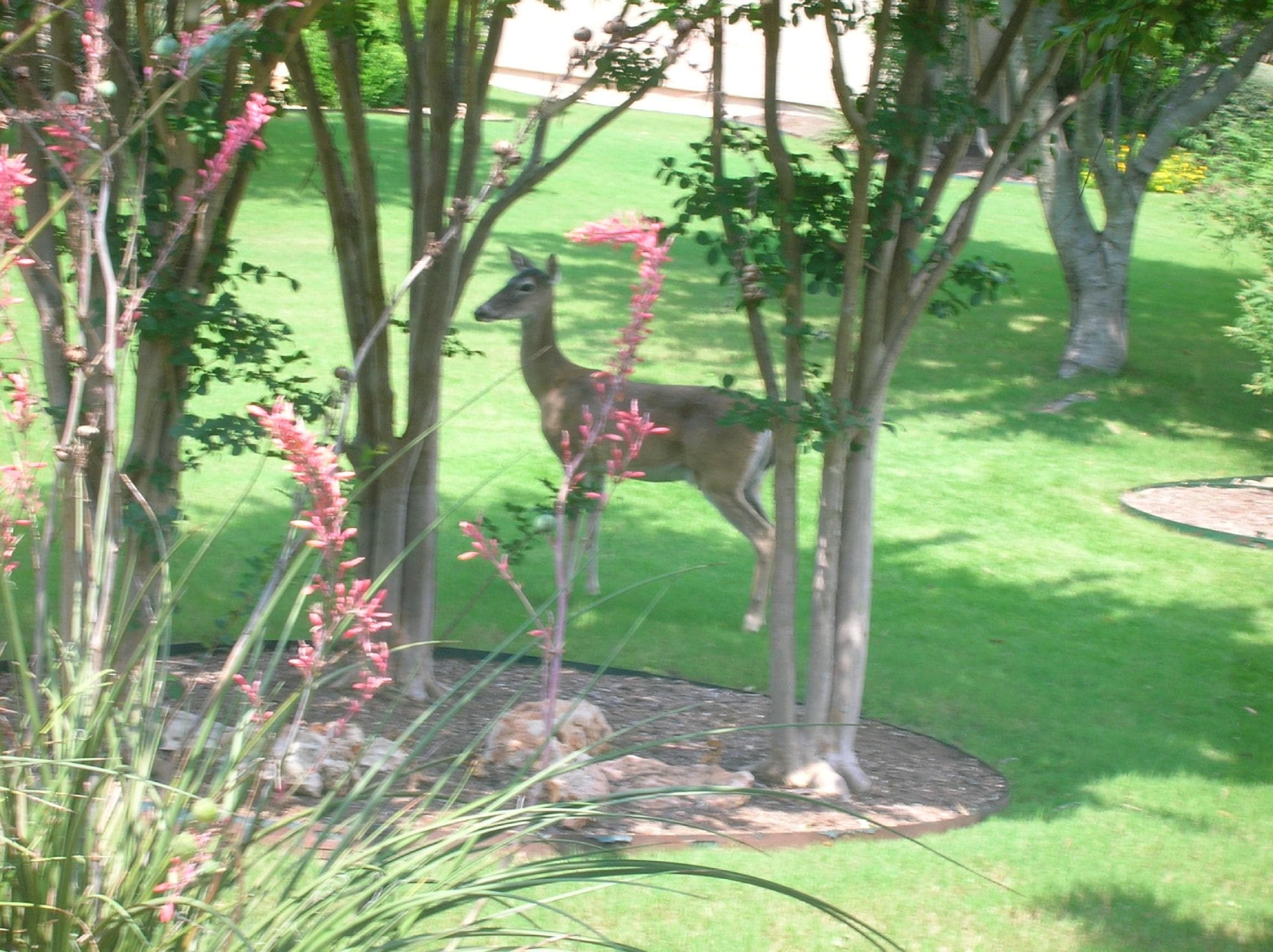 Love seeing deer in our backyard!