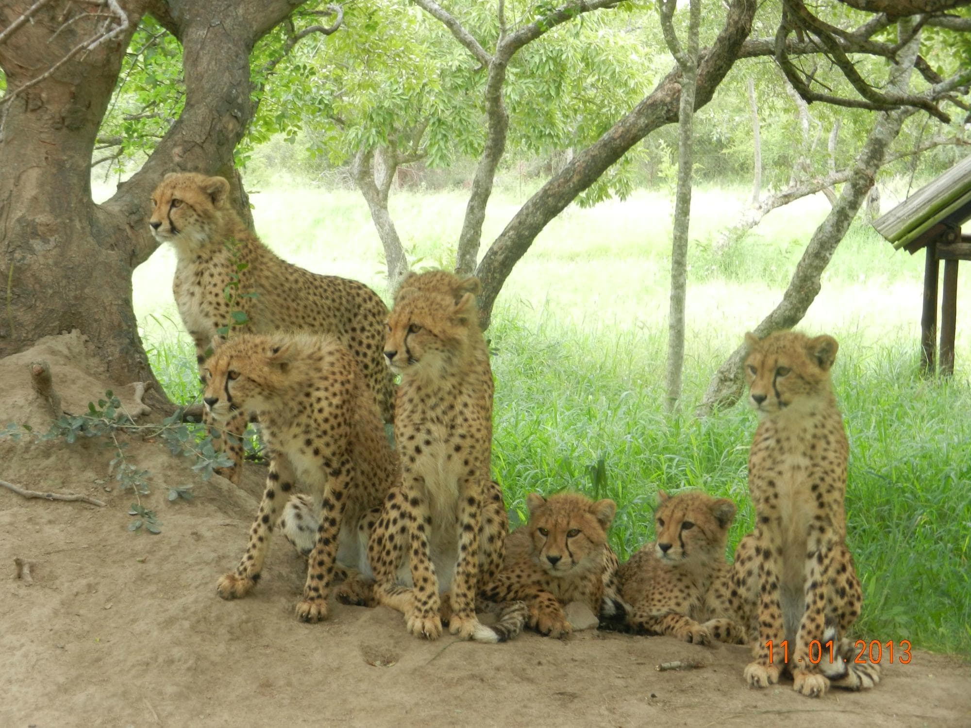 Hoedspruit Endangered Species Centre