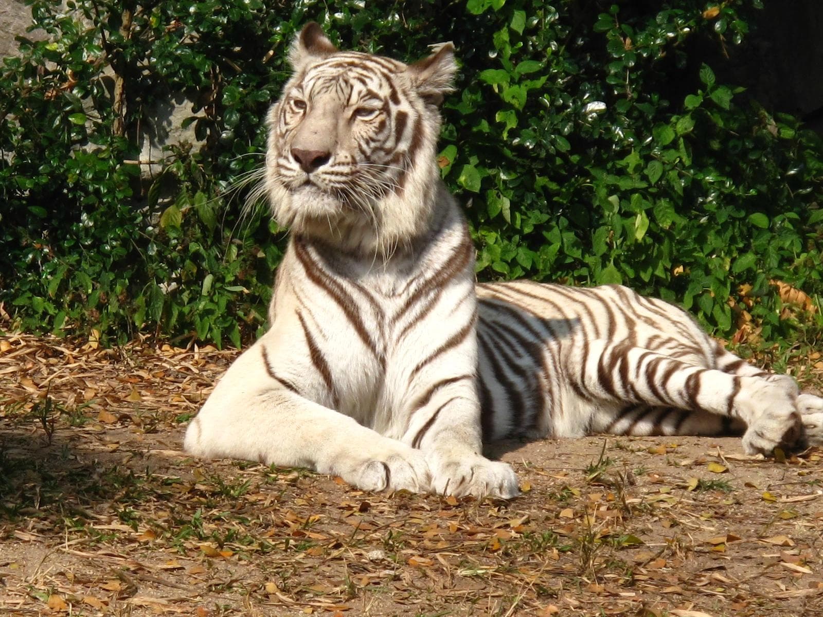 Magestic Tiger