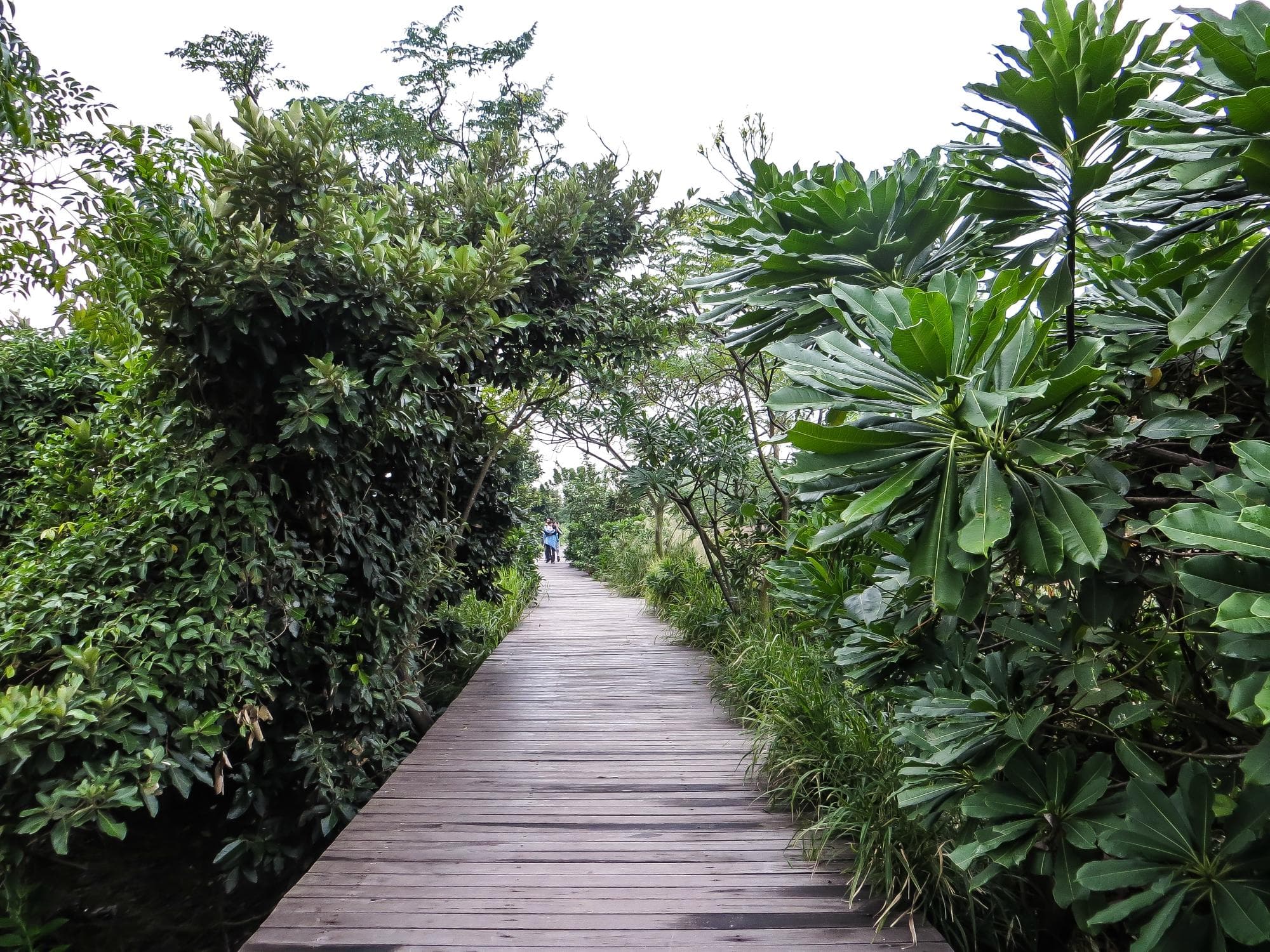 The manfrove nature trail