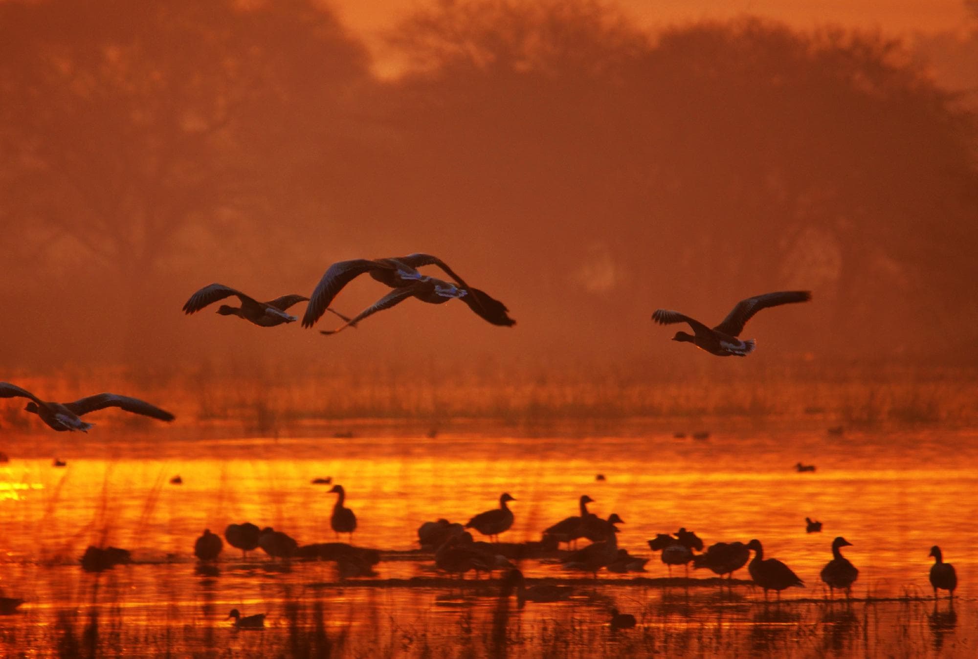                   Flight
                