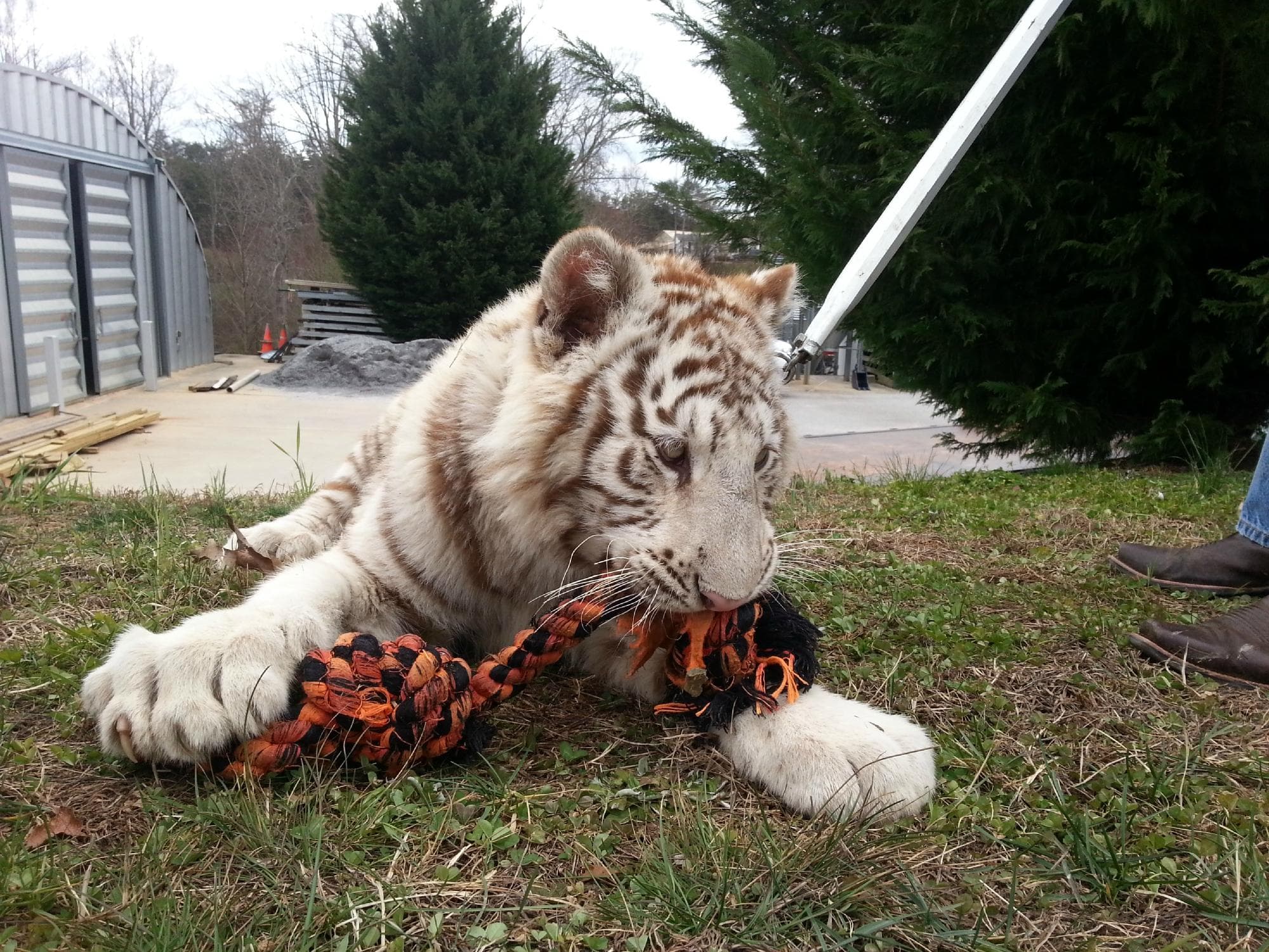                   Playing with a toy
                