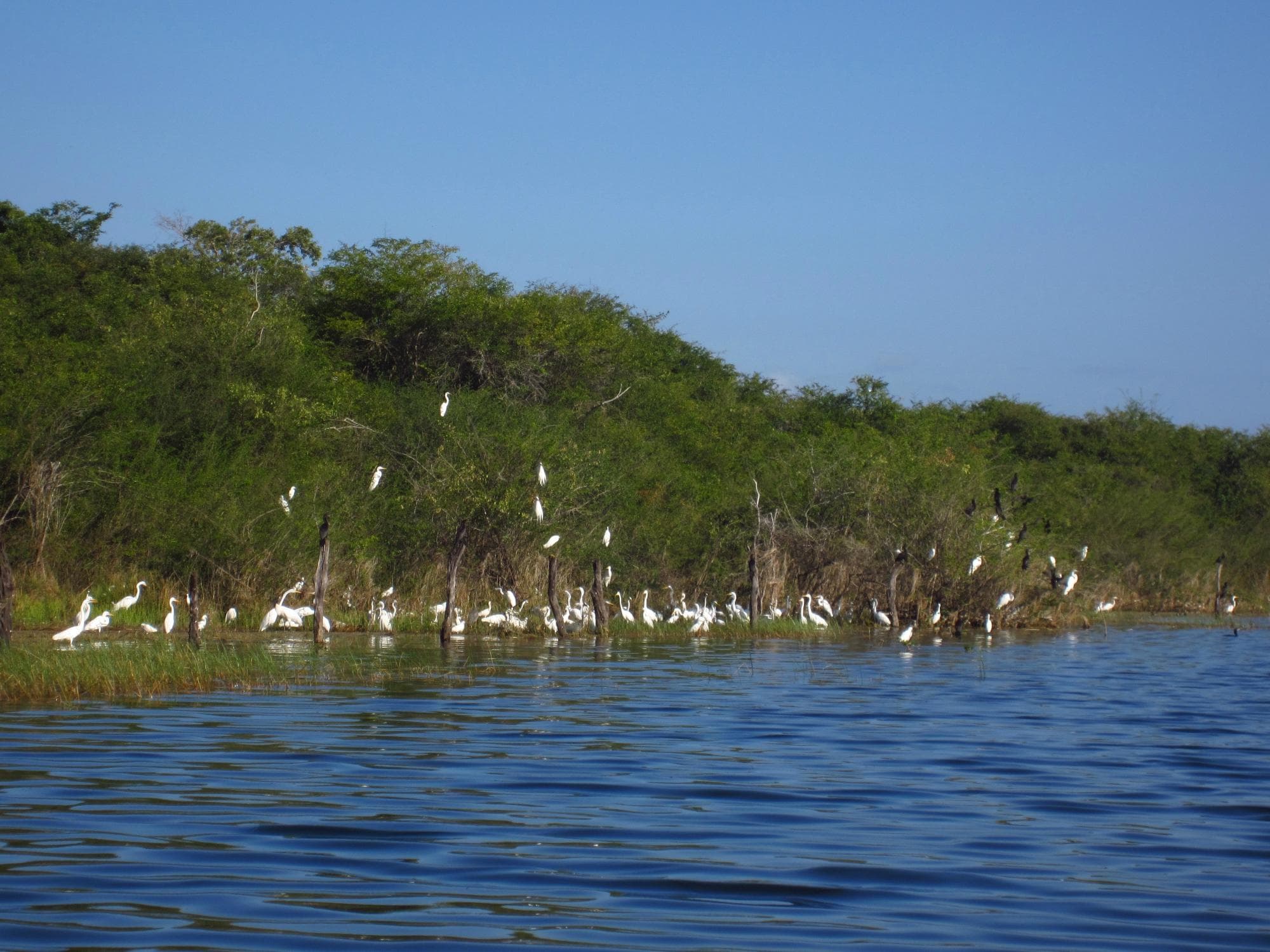 a whole lot of egrets