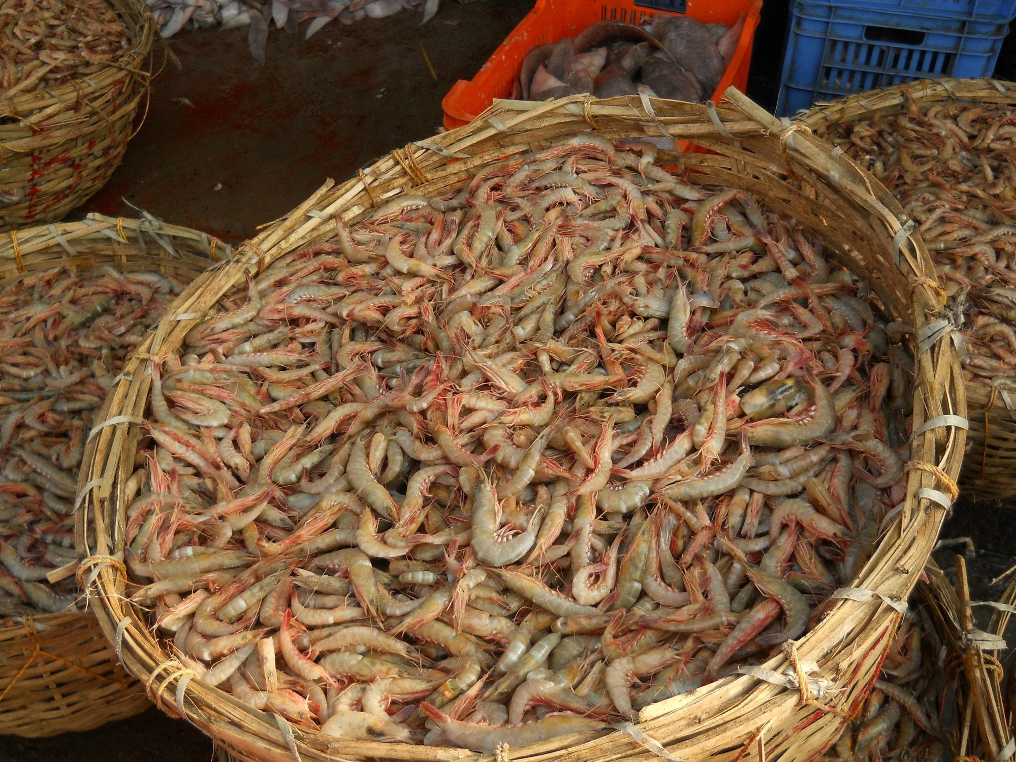                   Fish! Fish! Fish!
                