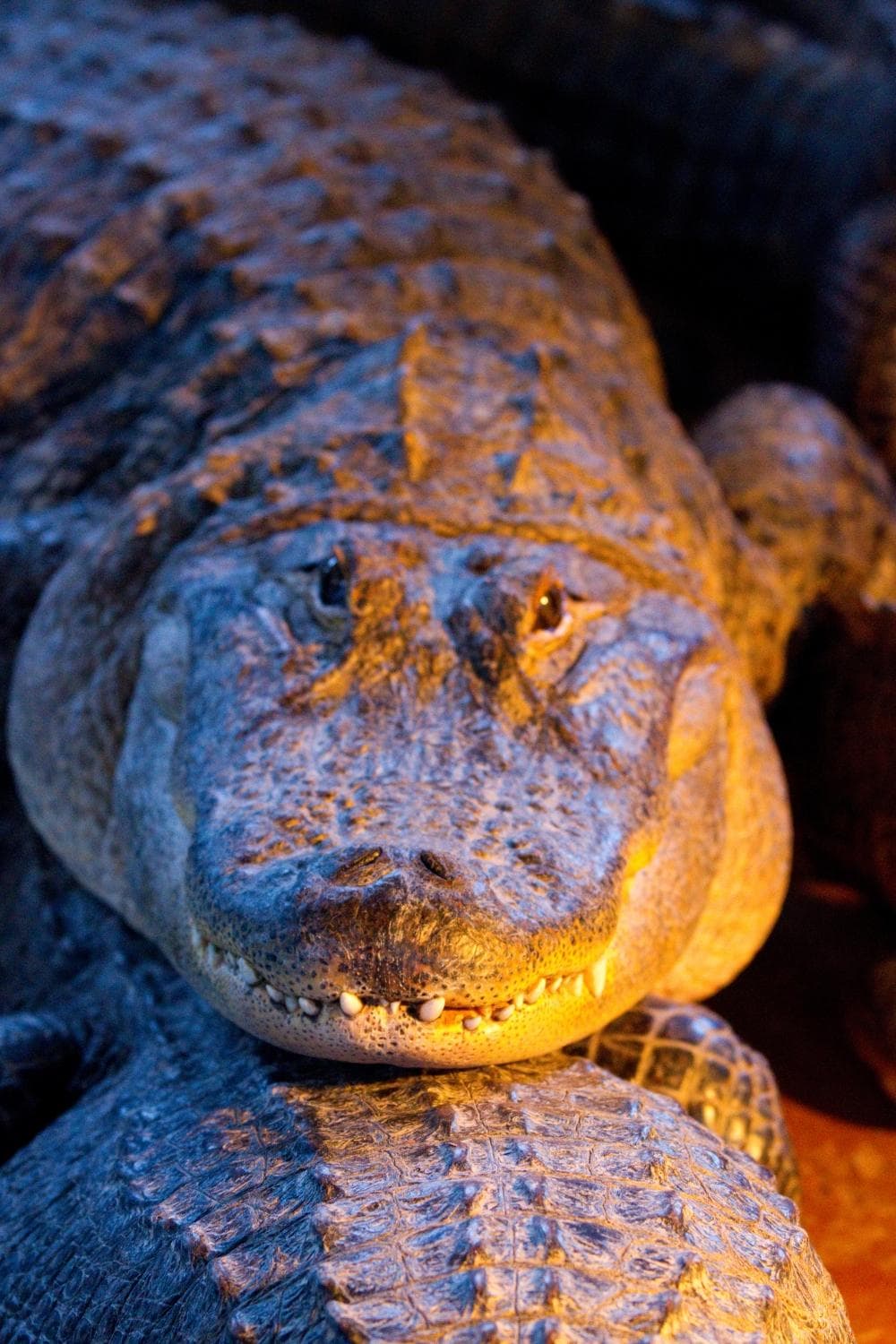                   Alligator eyes
                